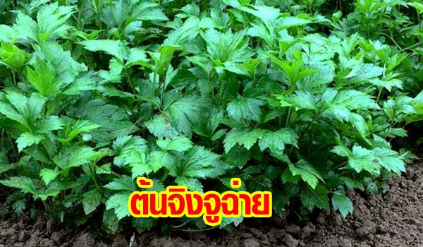 ต้นจิงจูฉ่าย