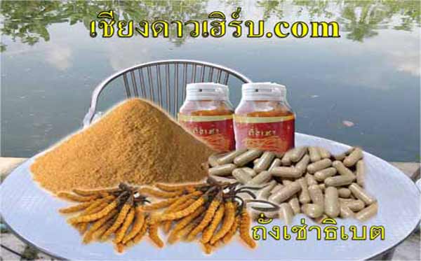 ถั่งเช่า ทิเบต อาหารเสริมแคปซูล เชียงดาวเฮิร์บดีที่สุด